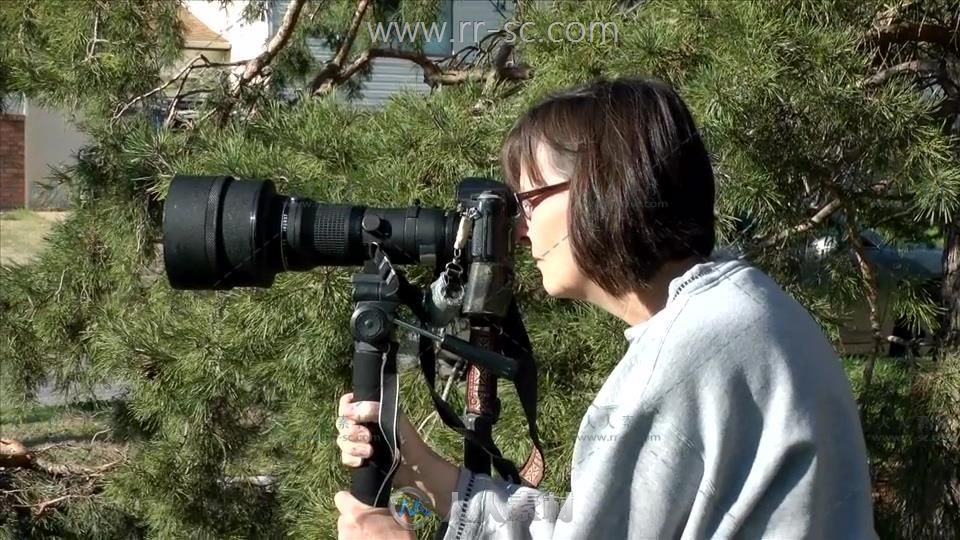 专业大师级野生动物摄影视频教程