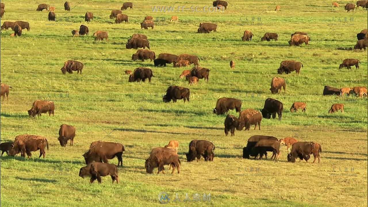 牛群在草原上吃草自然风光美景高清实拍视频素材