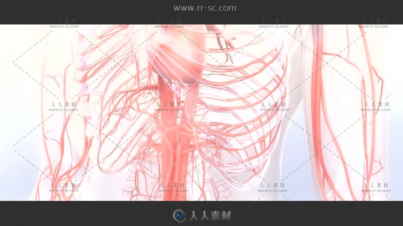 人体3D血管器官模型解剖动态视频素材