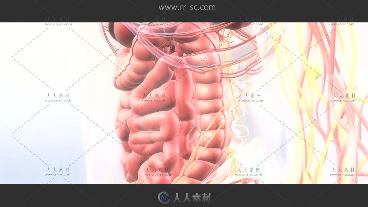 人体3D血管器官模型解剖动态视频素材