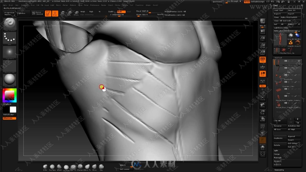 Zbrush人体解剖数字艺术终极训练视频教程之身体肌肉