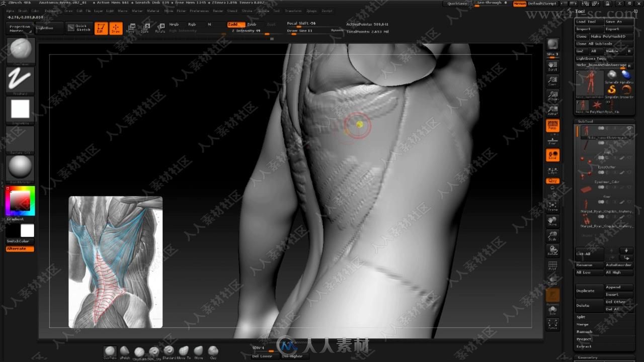 Zbrush人体解剖数字艺术终极训练视频教程之身体肌肉