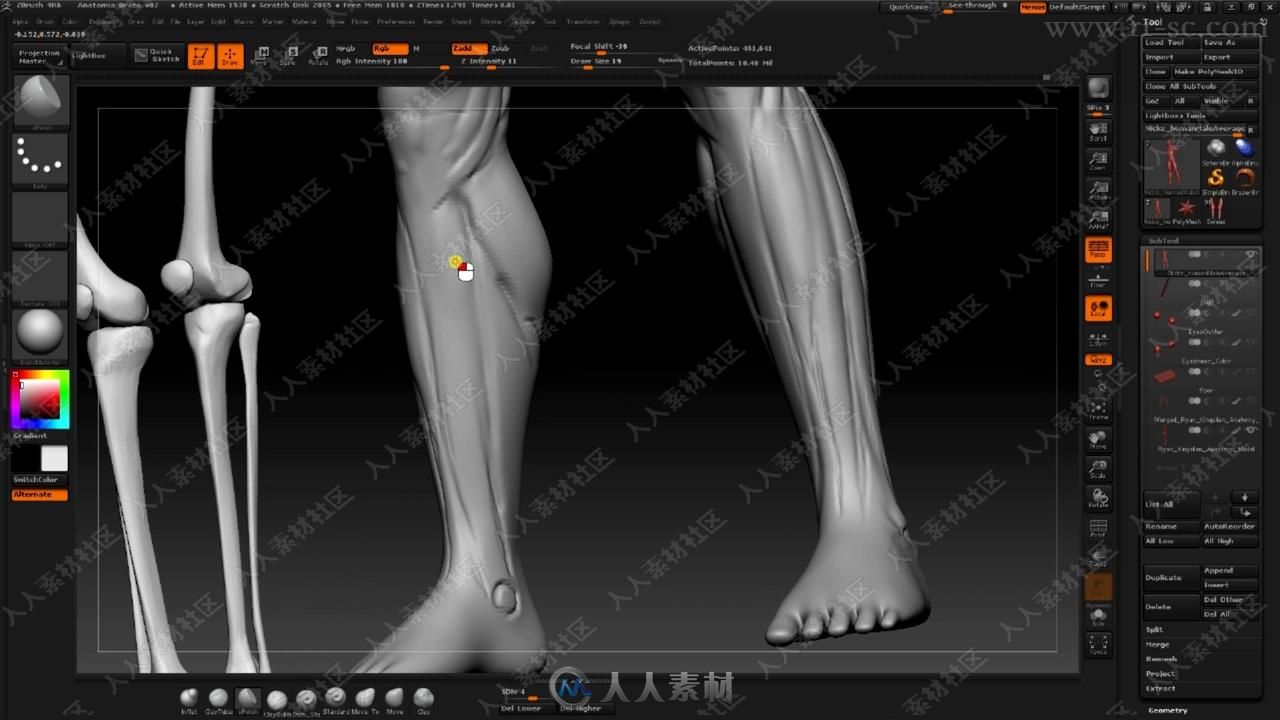 Zbrush人体解剖数字艺术终极训练视频教程之身体肌肉