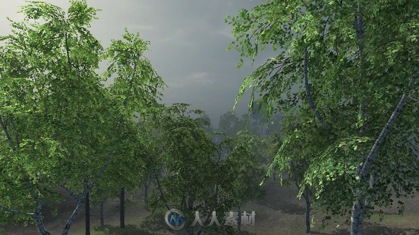 Birch Trees Package [updated] 白桦树模型