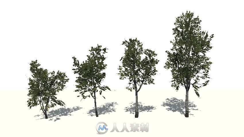 Birch Trees Package [updated] 白桦树模型