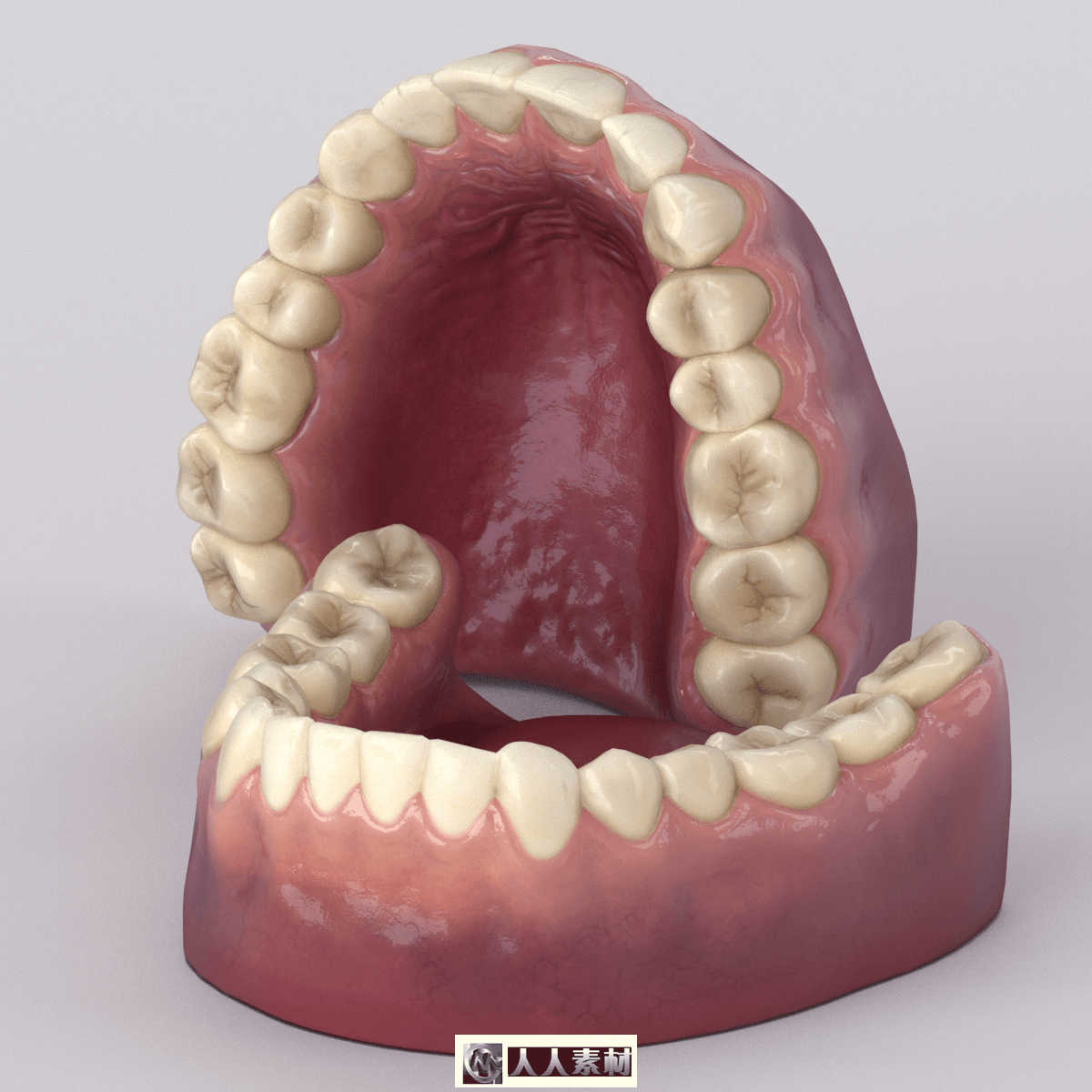 写实仿真的牙齿医学贴图3D模型