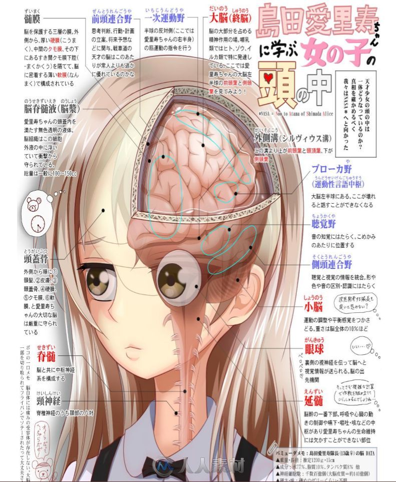 日本原版漫画人体结构书籍杂志