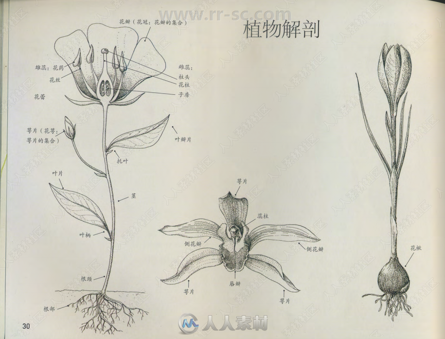 植物水彩极致表现书籍杂志