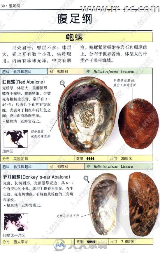 全世界500多种贝壳彩色图鉴书籍杂志