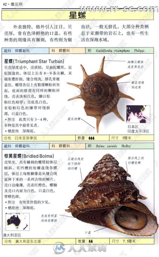 全世界500多种贝壳彩色图鉴书籍杂志