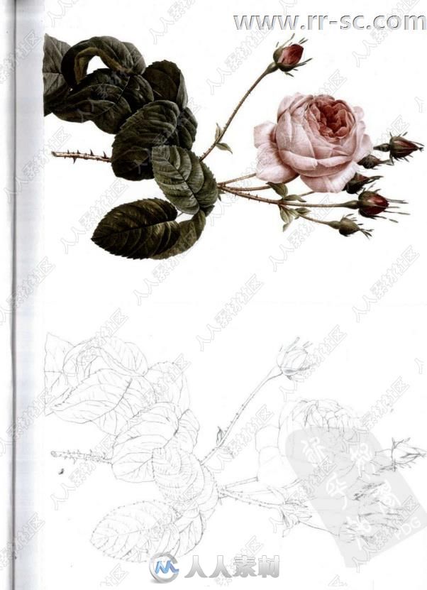 法式浪漫花卉彩色铅笔手绘书籍杂志