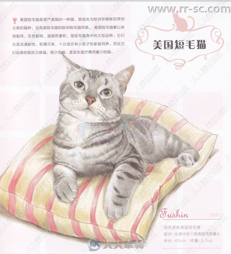 33只萌猫彩色铅笔图绘书籍杂志