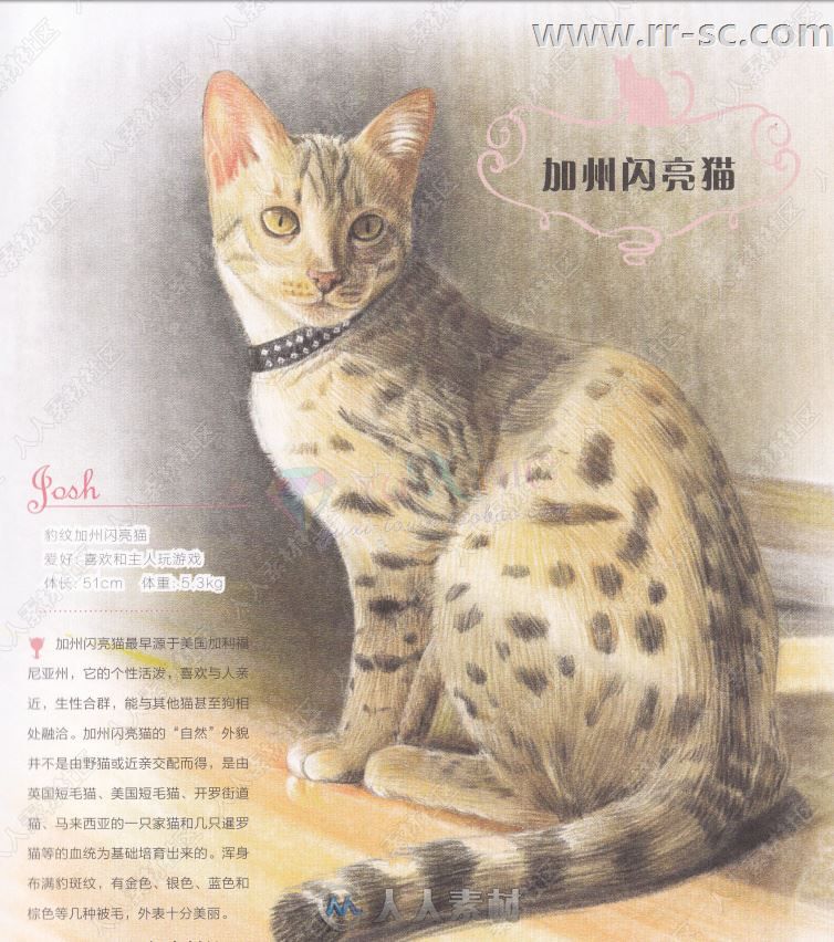 33只萌猫彩色铅笔图绘书籍杂志