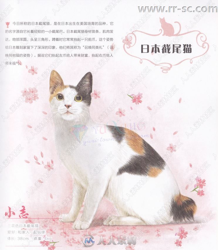 33只萌猫彩色铅笔图绘书籍杂志