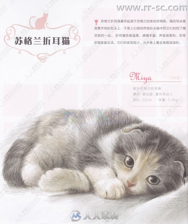 33只萌猫彩色铅笔图绘书籍杂志