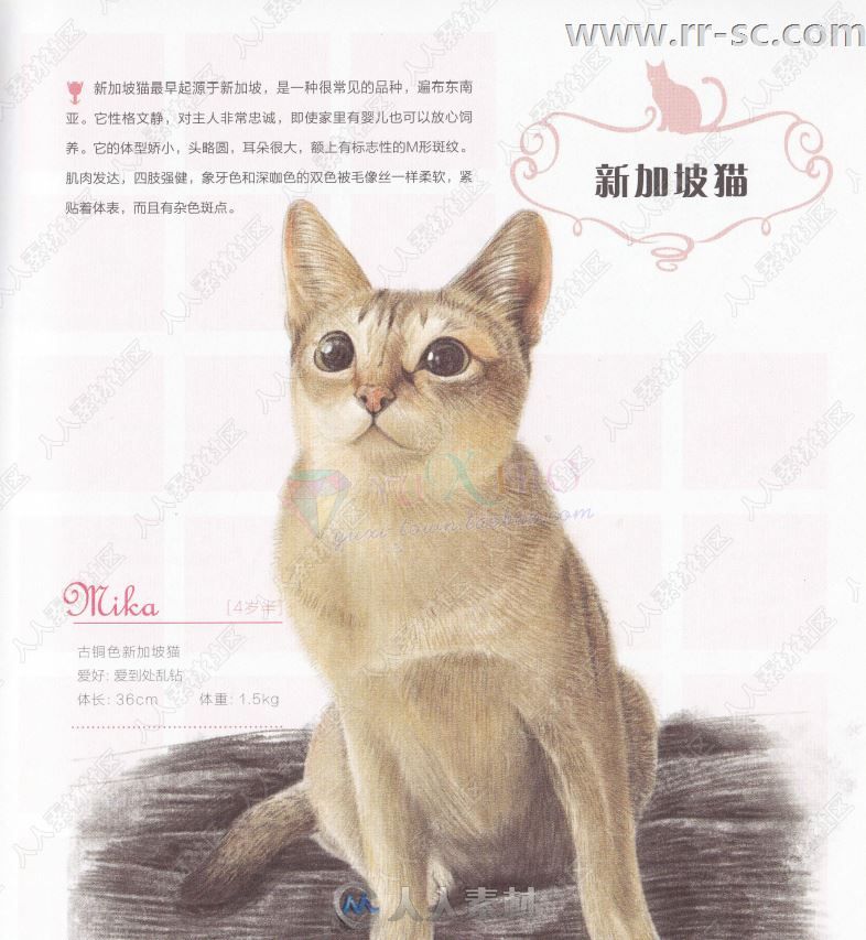 33只萌猫彩色铅笔图绘书籍杂志