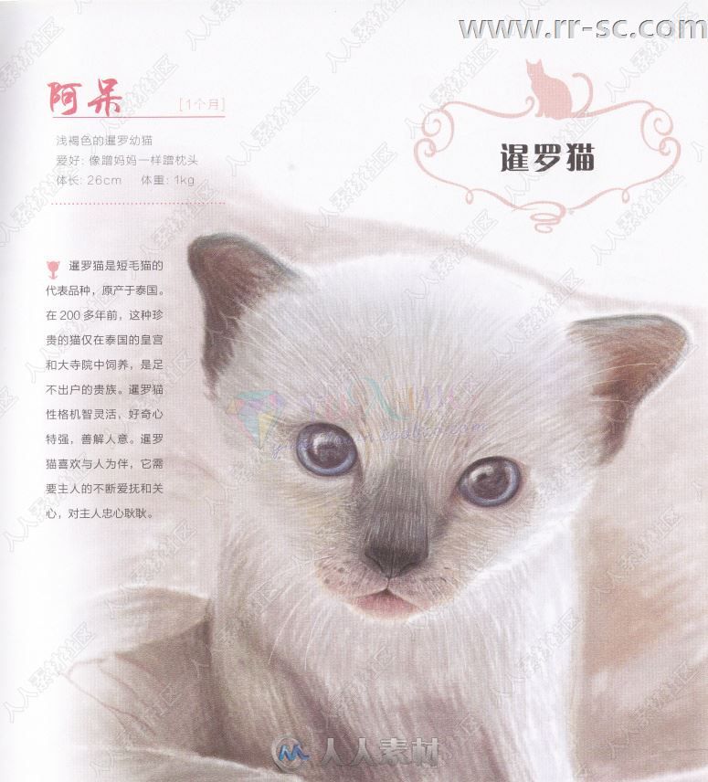 33只萌猫彩色铅笔图绘书籍杂志