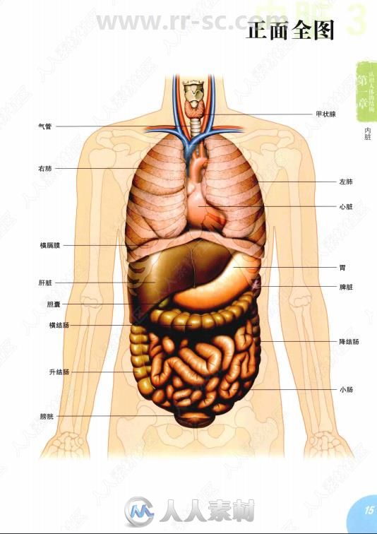 从人体解剖学习人物画书籍杂志