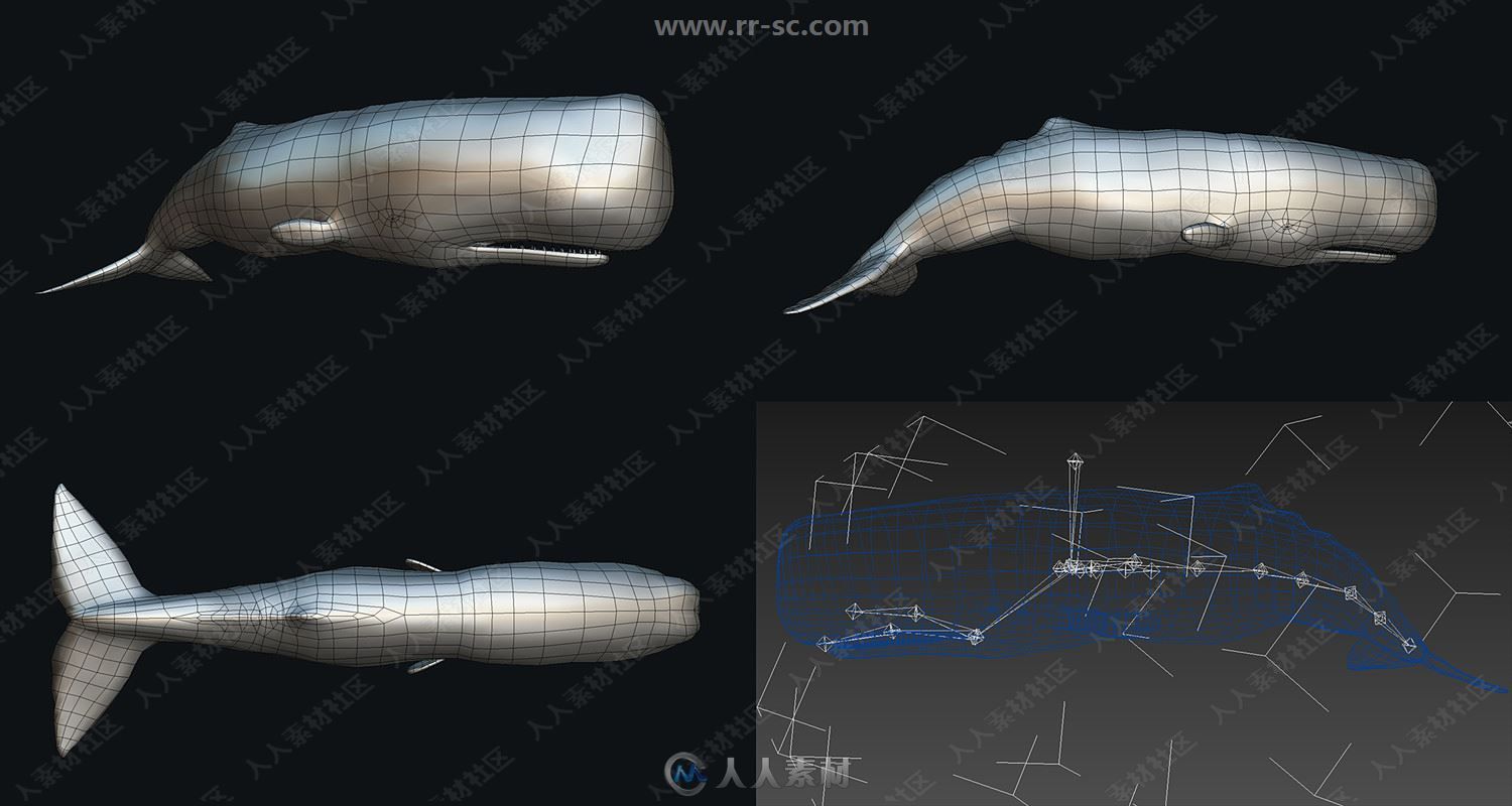 20组蓝鲸蟹海豚鱼类3D模型合集