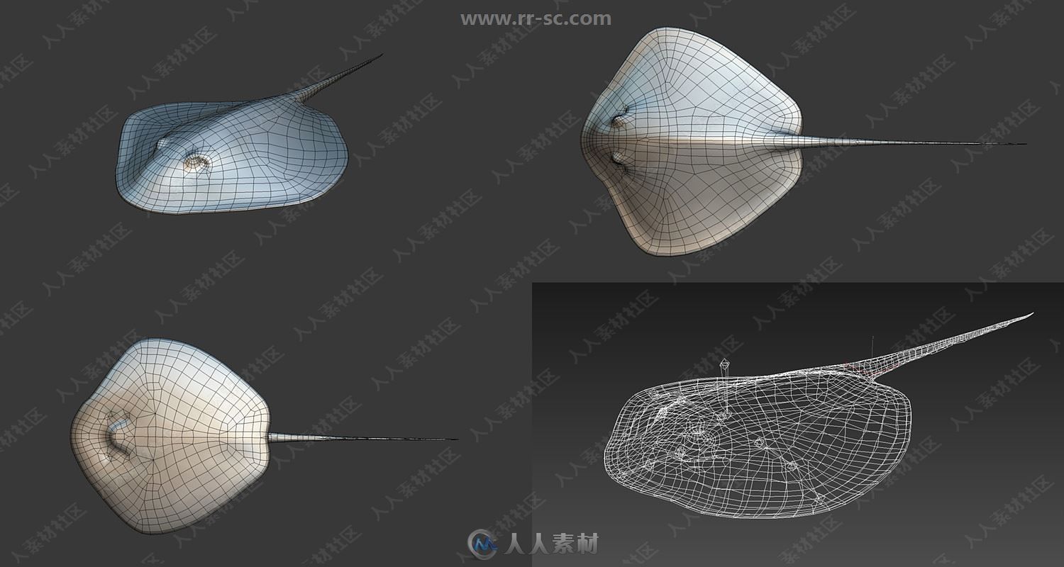 20组蓝鲸蟹海豚鱼类3D模型合集