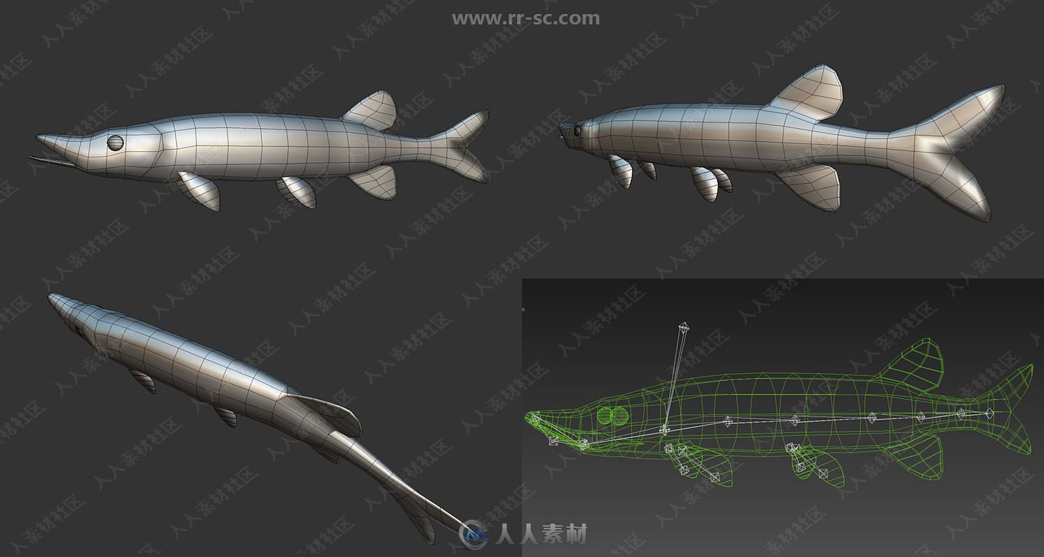 20组蓝鲸蟹海豚鱼类3D模型合集