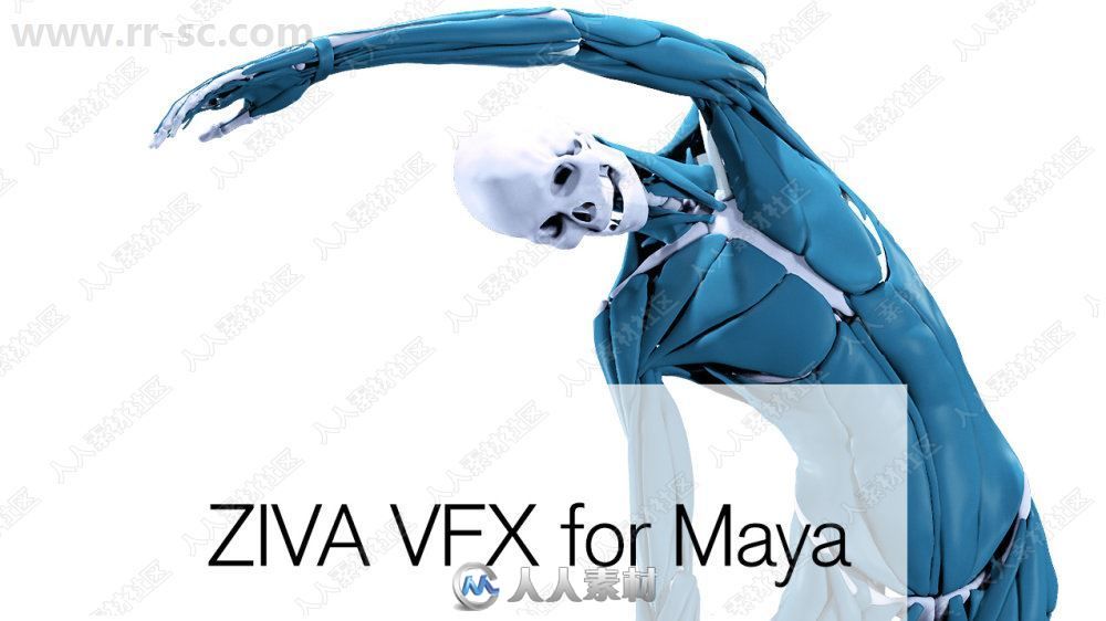 Ziva Dynamics Ziva VFX骨骼肌肉运动模拟Maya插件V1.5版