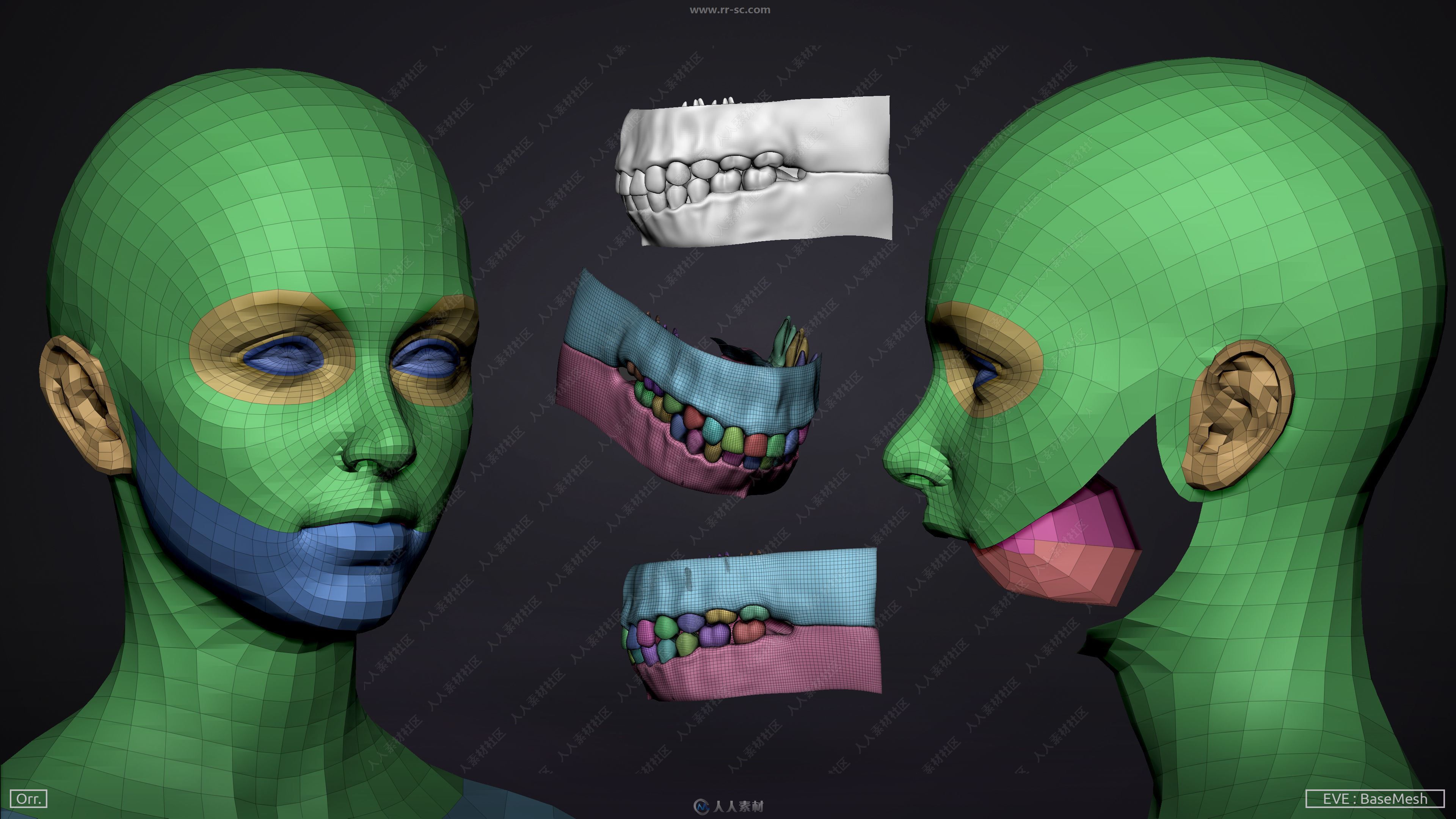 ZBrush男性女性人体肌肉解剖3D模型合集