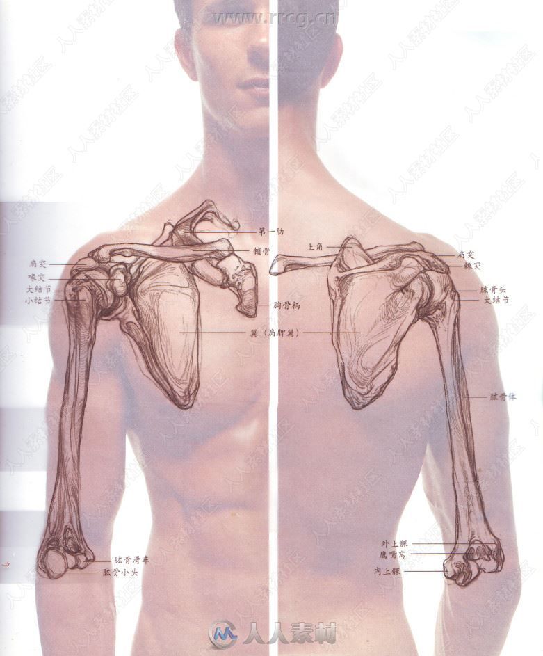 《艺用人体解剖》中文编译版PDF书籍