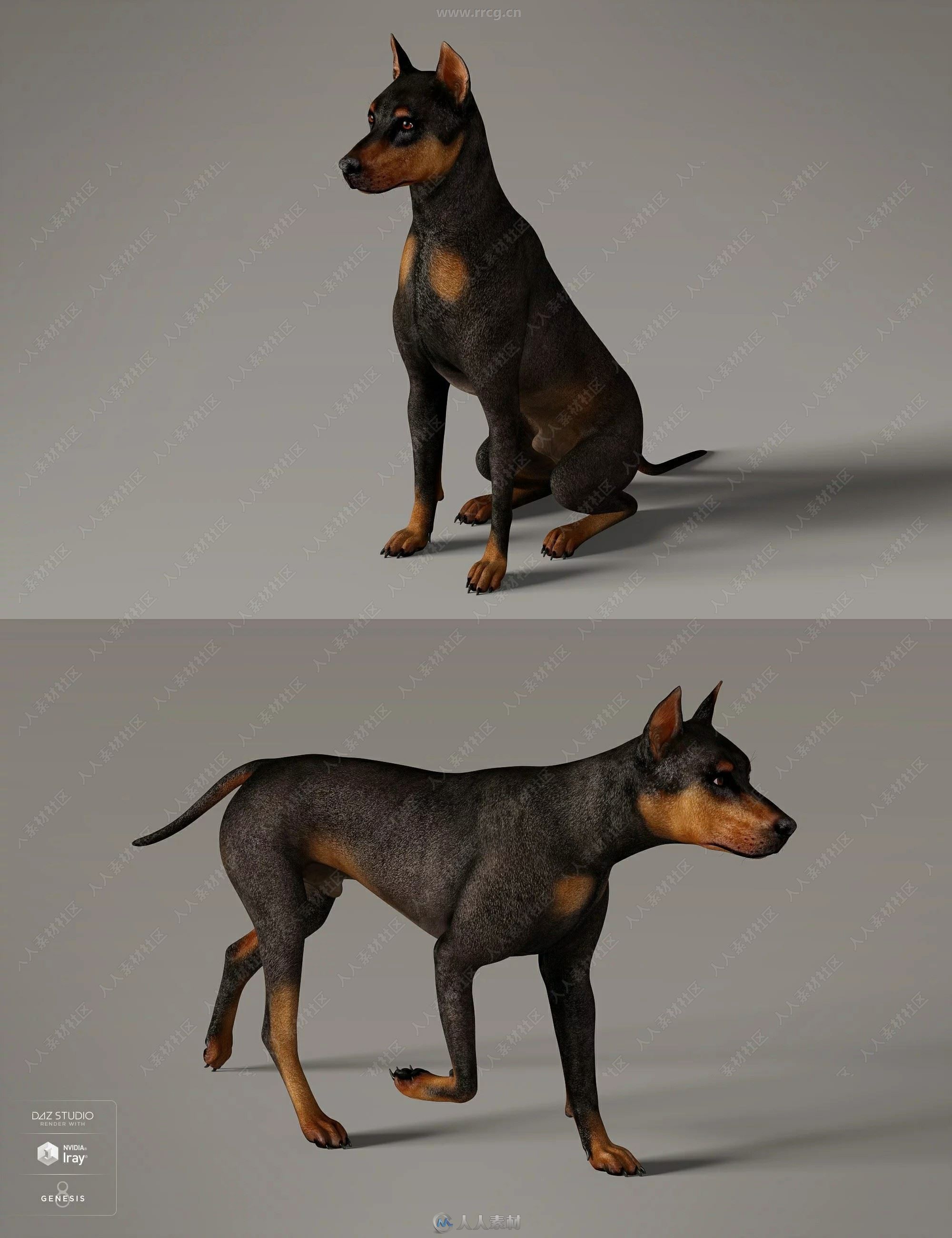 Daz Dog 8狗犬类动物3D模型合集