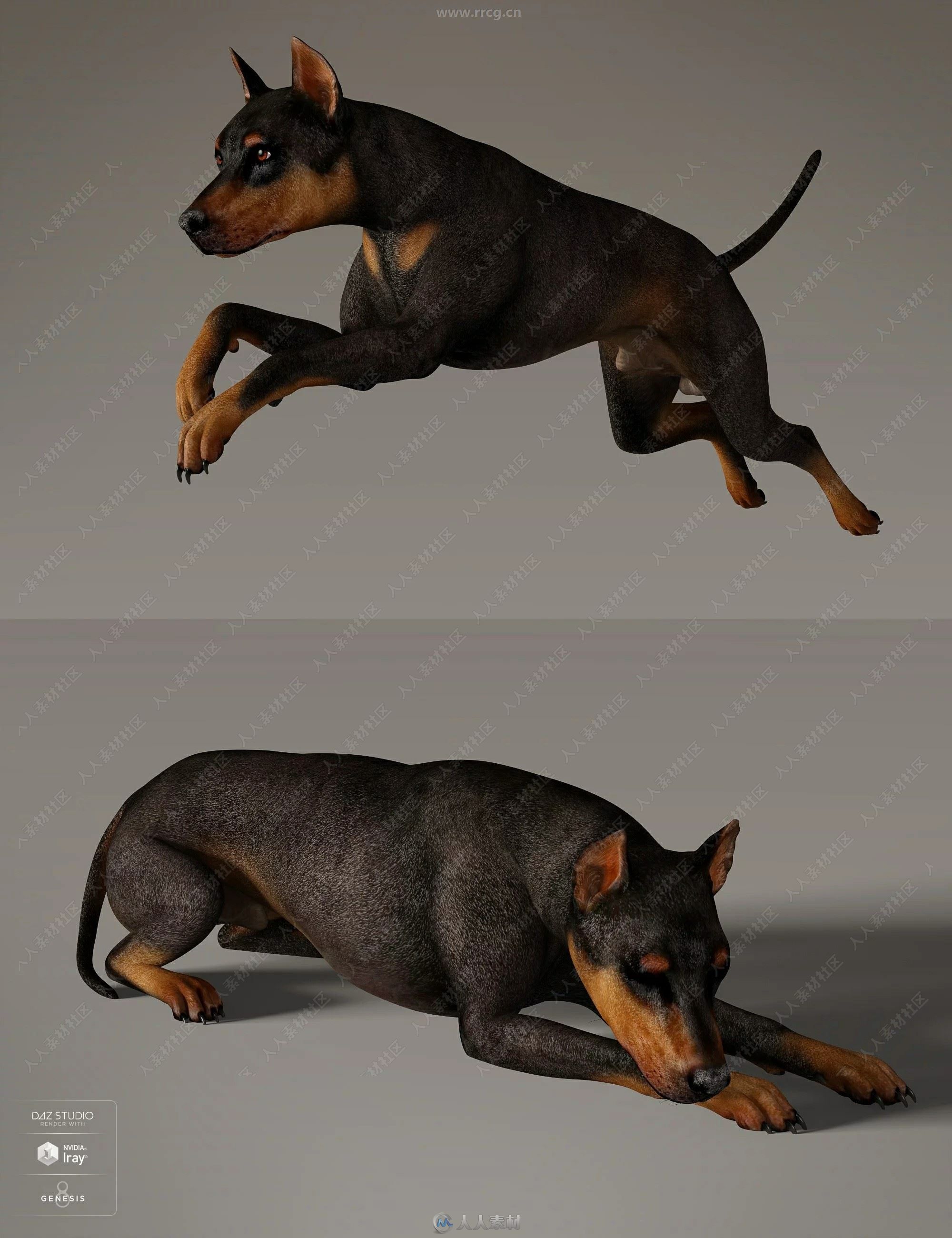 Daz Dog 8狗犬类动物3D模型合集