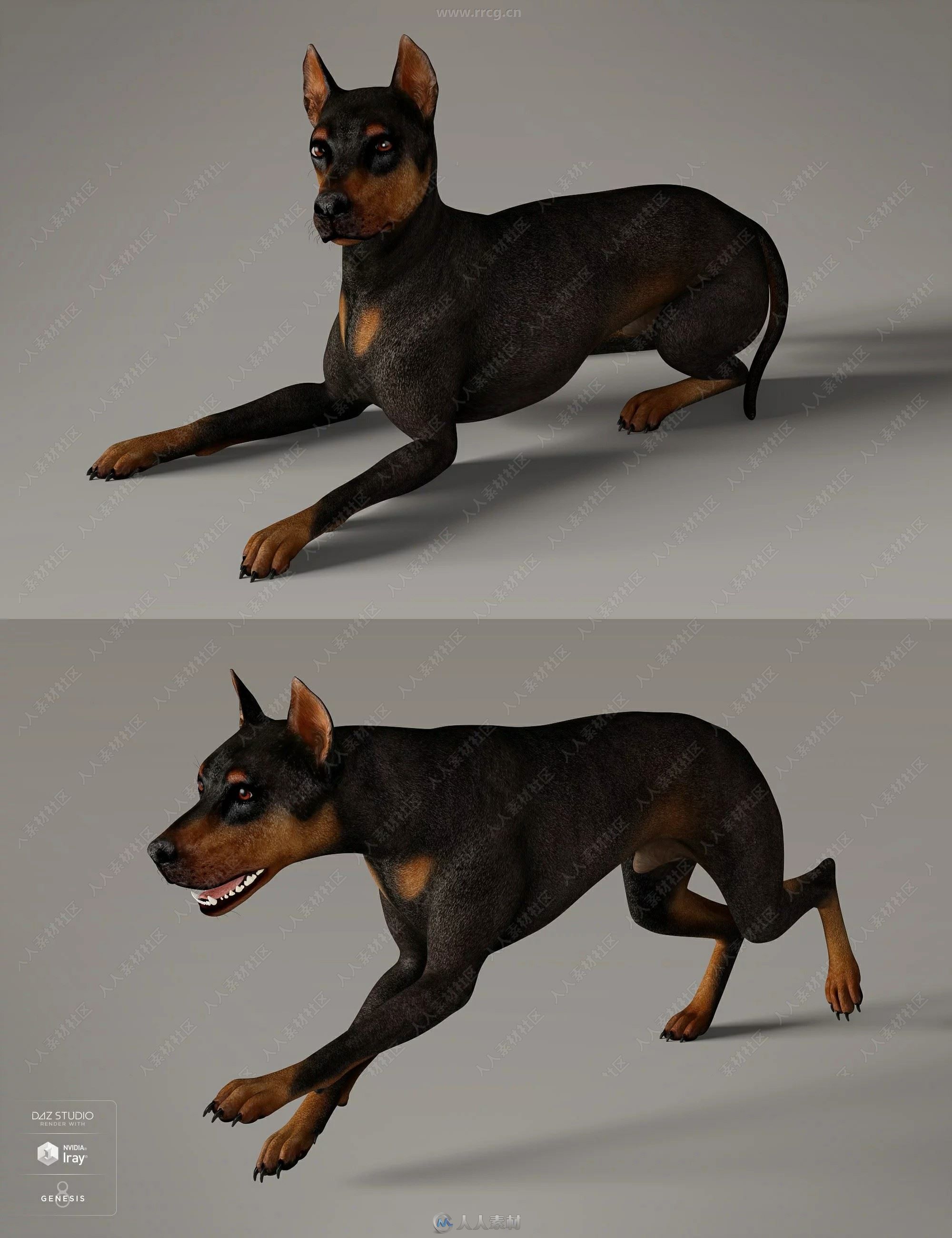 Daz Dog 8狗犬类动物3D模型合集