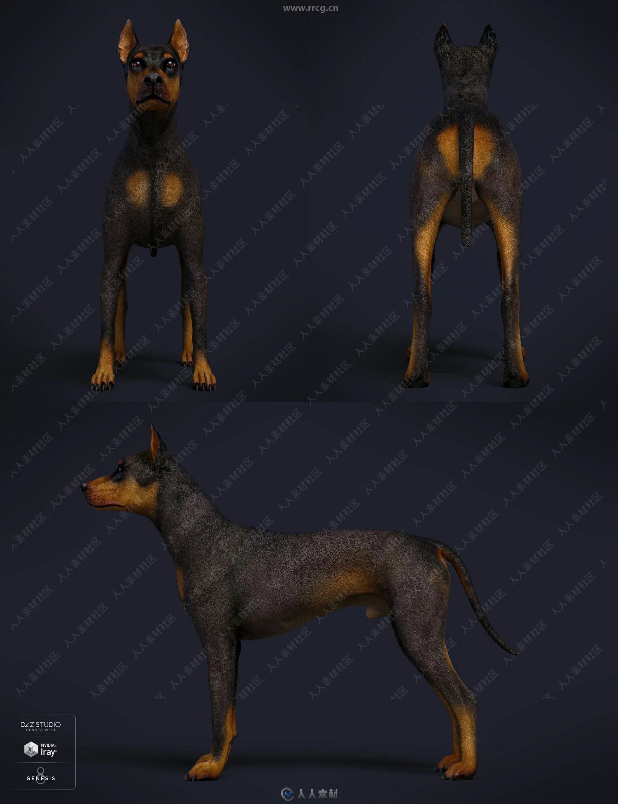 Daz Dog 8狗犬类动物3D模型合集