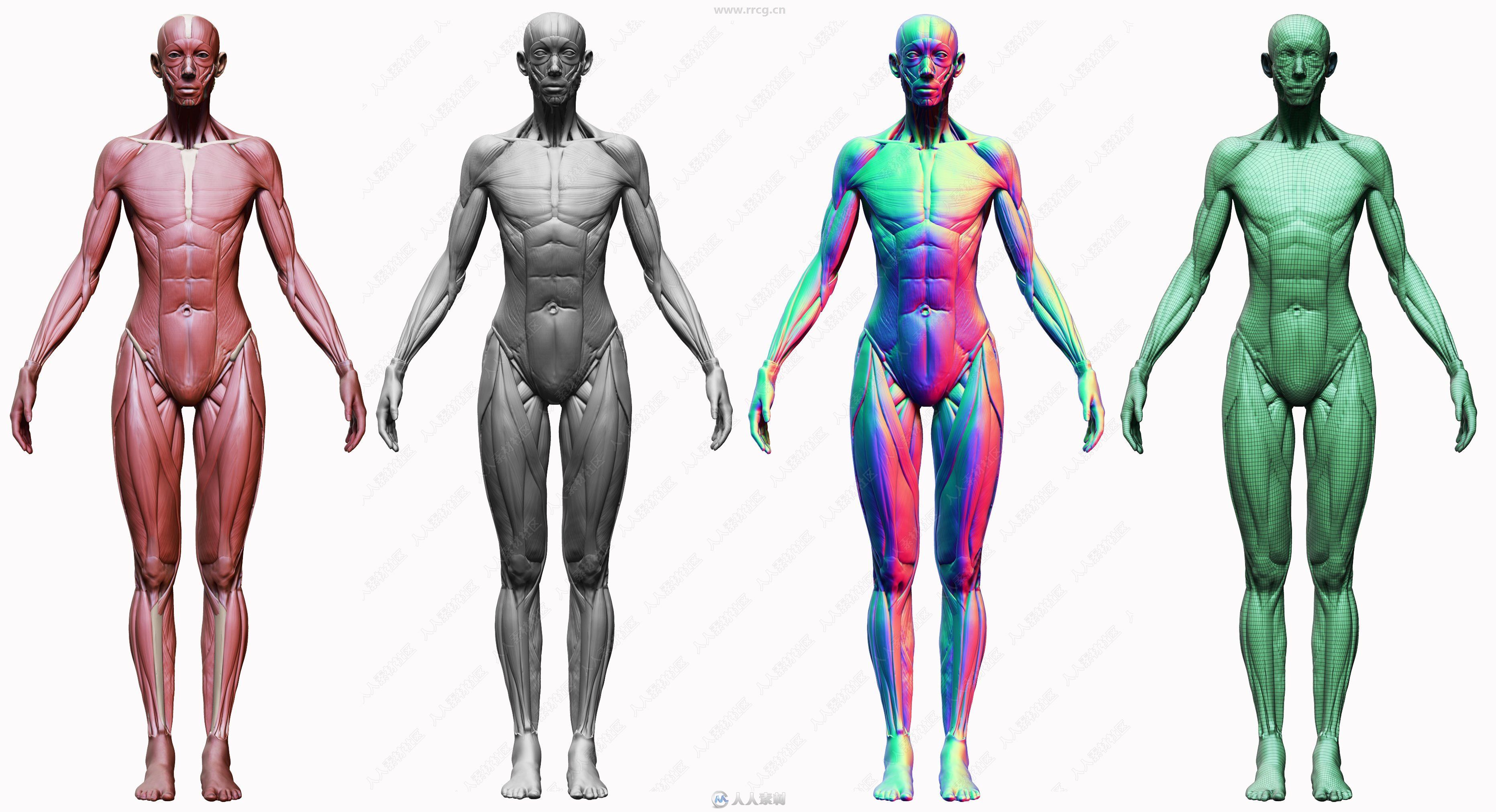 男性女性身体肌肉骨骼解剖大师级3D模型合集