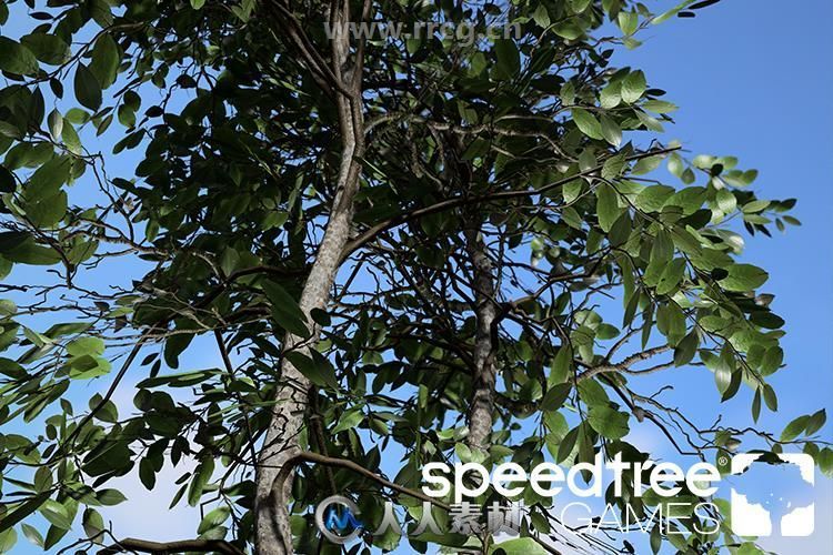 SpeedTree Games Indie三维游戏植被建模软件V8.4.2版