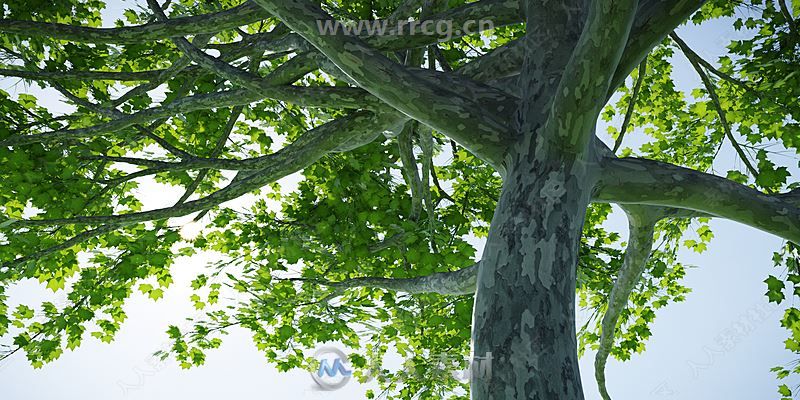 Real Trees真实自然森林树木场景Blender插件V1.1版