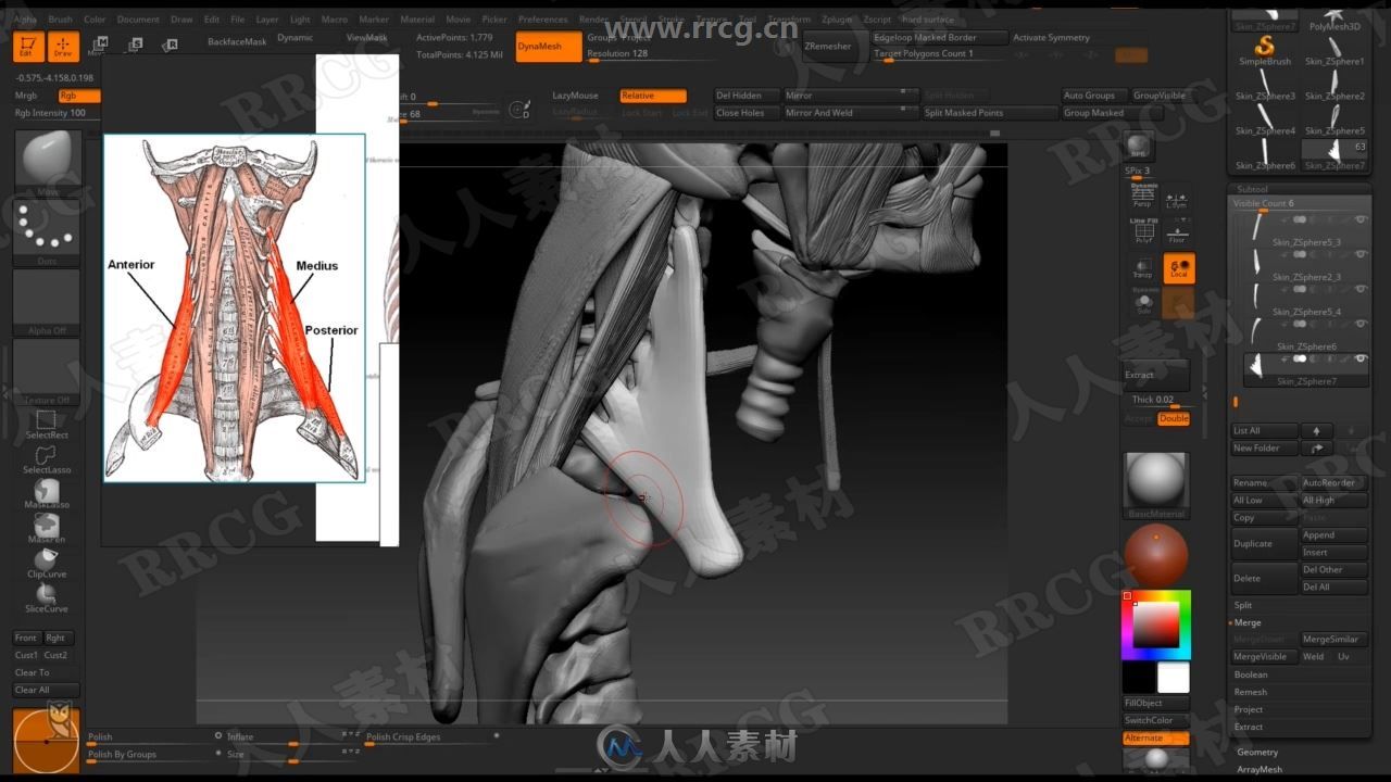 Zbrush女性身体结构肌肉骨骼雕刻剖析视频教程