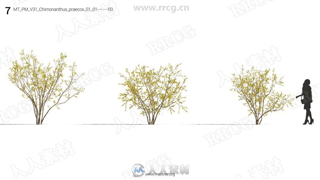 12组高精度樱花桃花丁香花等花树3D模型合集