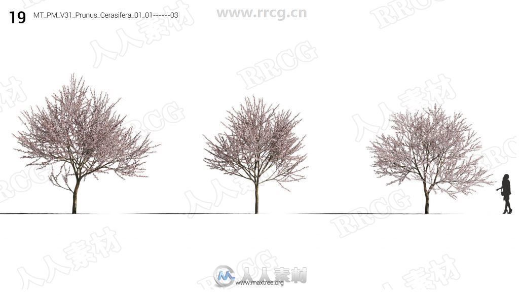 12组高精度樱花桃花丁香花等花树3D模型合集