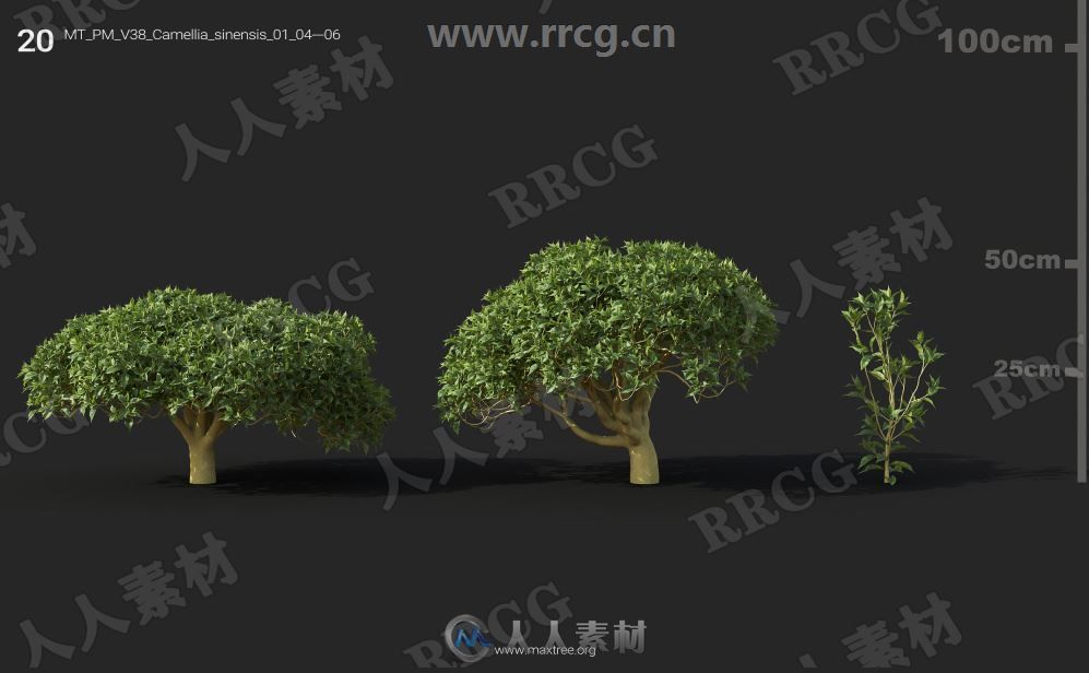 252组高精度蔬菜植物3D模型合集