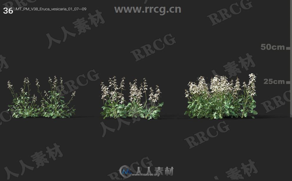 252组高精度蔬菜植物3D模型合集