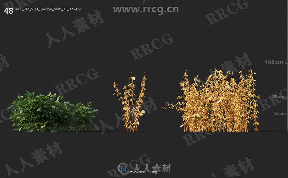 252组高精度蔬菜植物3D模型合集