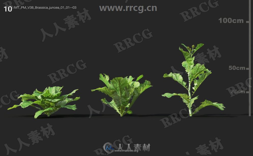 252组高精度蔬菜植物3D模型合集