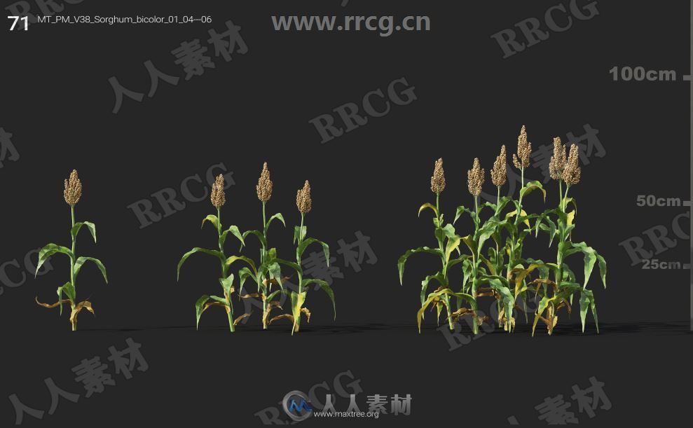 252组高精度蔬菜植物3D模型合集