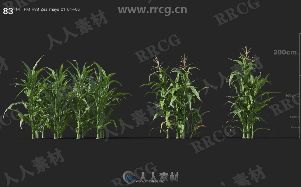 252组高精度蔬菜植物3D模型合集