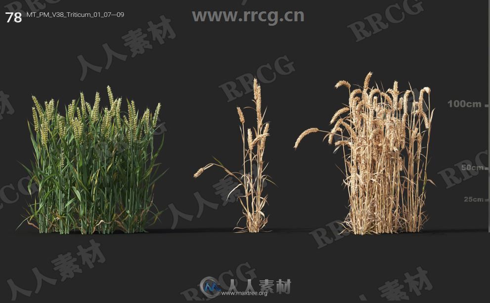 252组高精度蔬菜植物3D模型合集