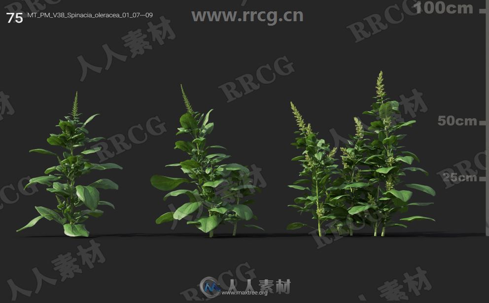 252组高精度蔬菜植物3D模型合集