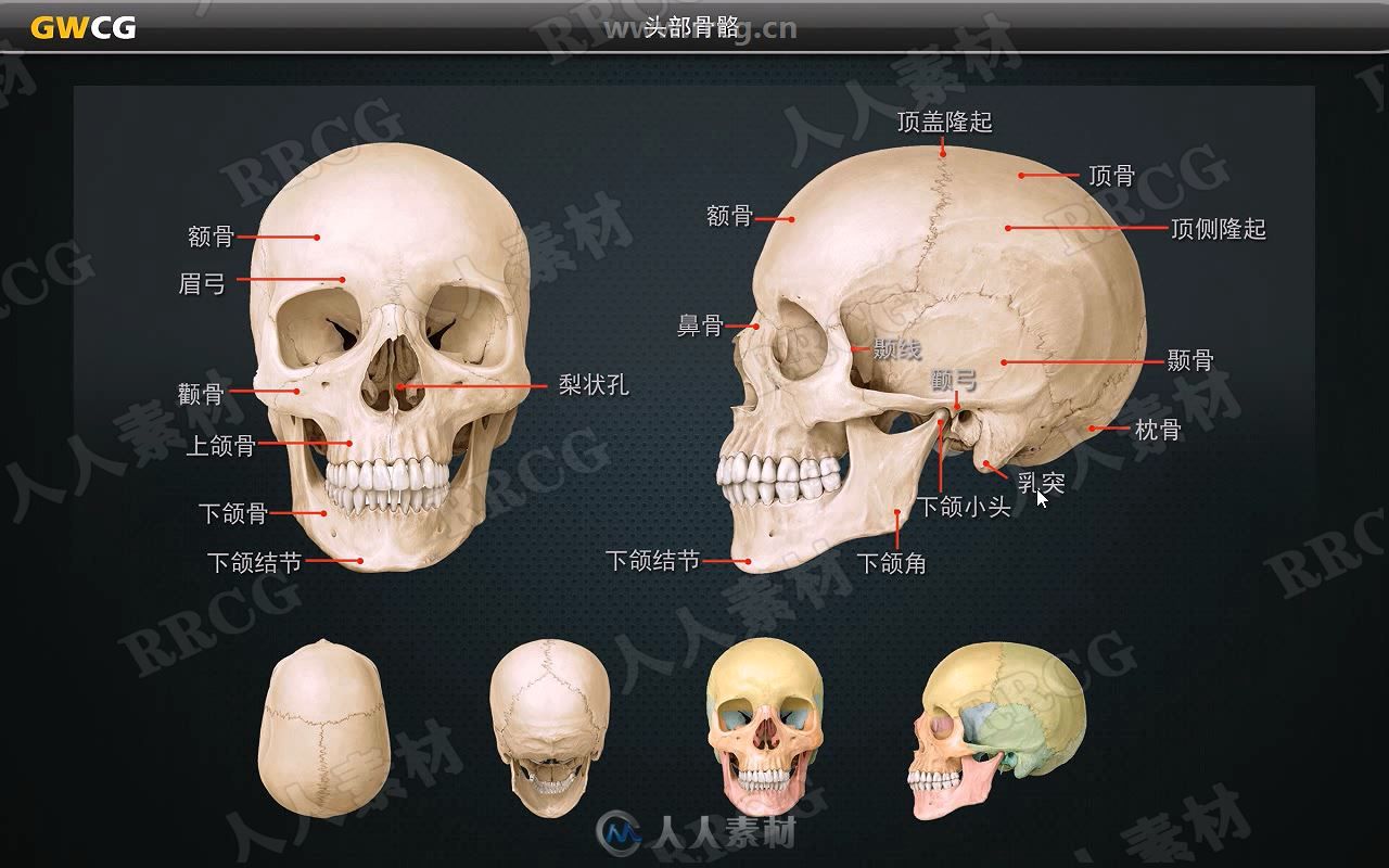 ZBrush人体肌肉结构视频教程