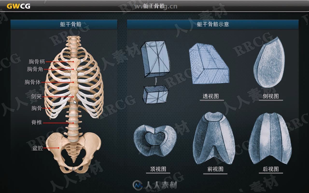 ZBrush人体肌肉结构视频教程