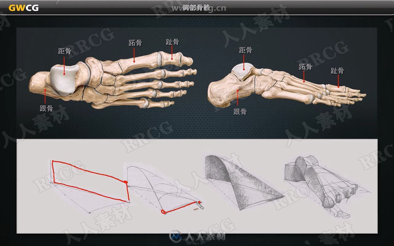 ZBrush人体肌肉结构视频教程