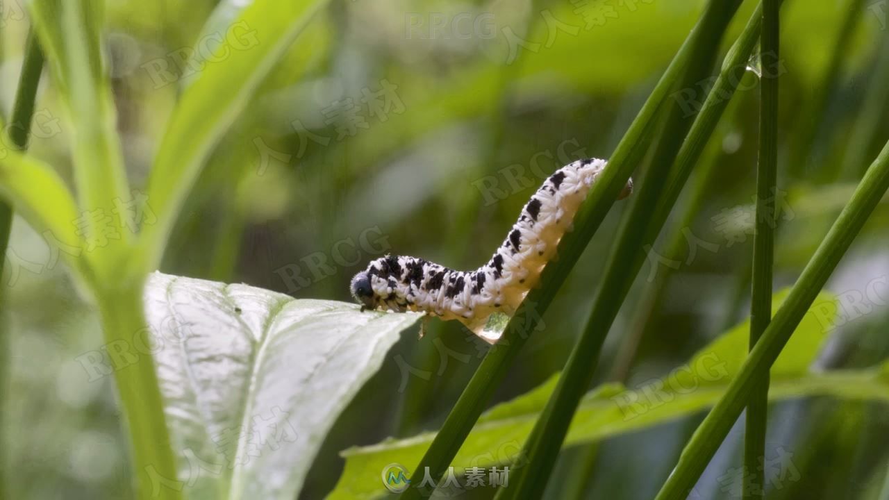 野外自然植物昆虫宏观摄影视频教程